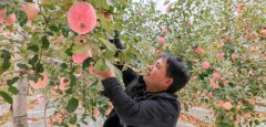 第十五届中国・陕西（洛川）国际苹果博览会（线上）开